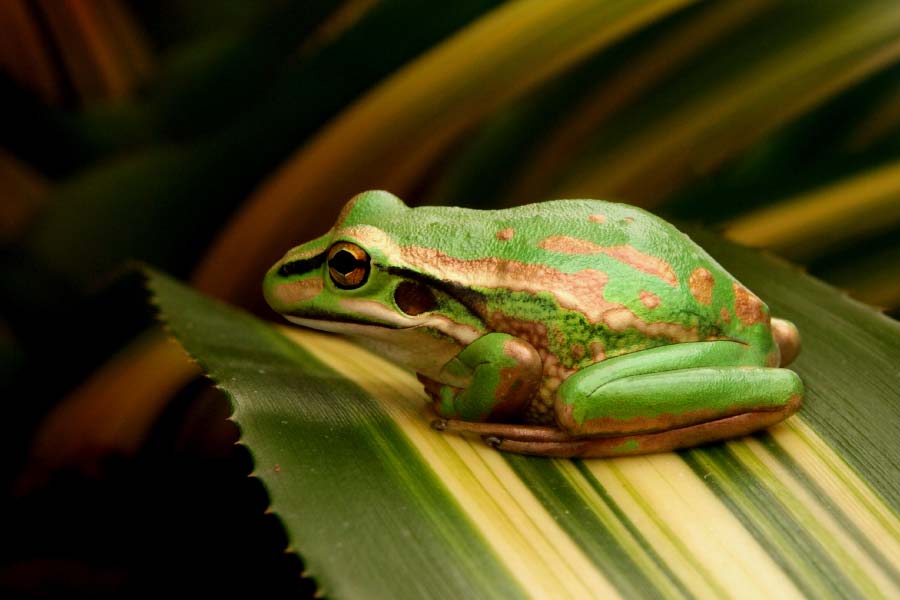 Female frogs may consume after breeding