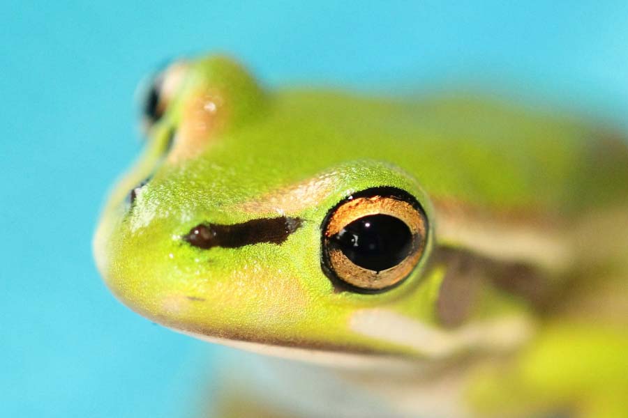 Female frogs may consume after breeding