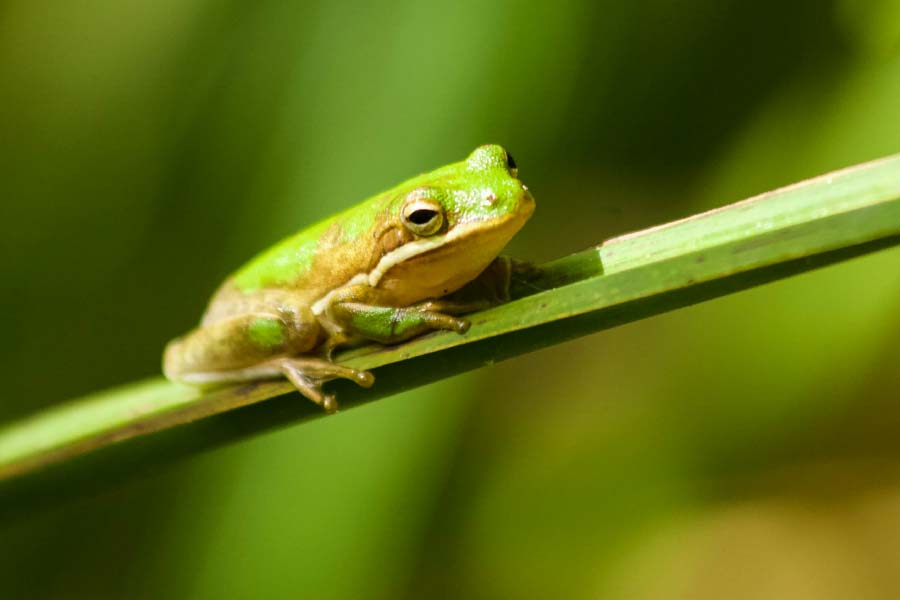 Female frogs may consume after breeding