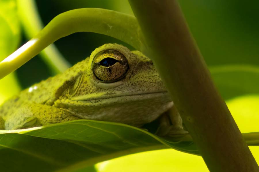 Female frogs may consume after breeding