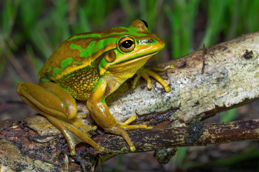 Female frogs may consume after breeding