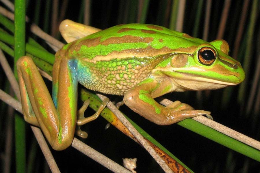 Female frogs may consume after breeding
