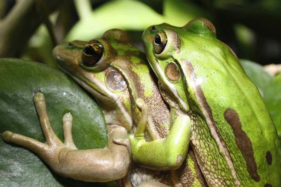 Female frogs may consume after breeding
