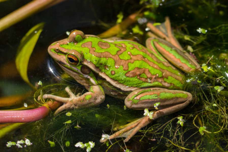 Female frogs may consume after breeding