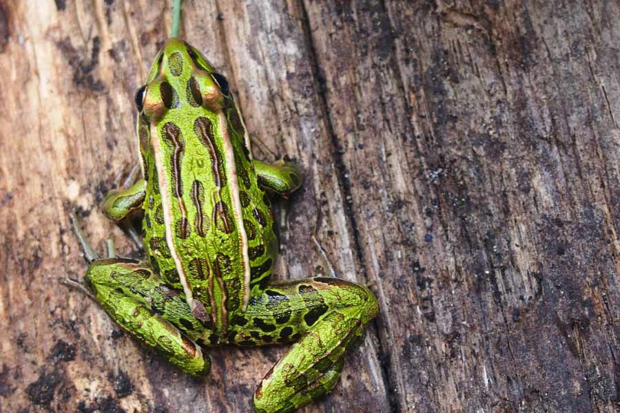 Female frogs may consume after breeding