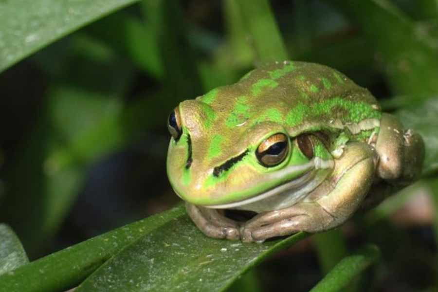 Female frogs may consume after breeding