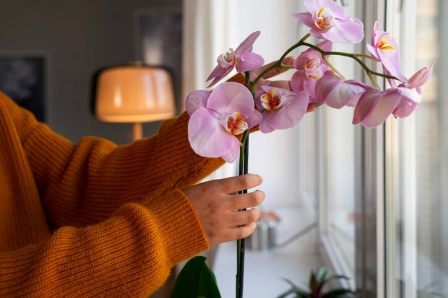 Here are some tips for growing orchids at home