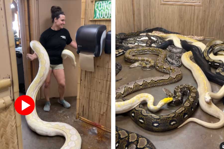 Woman wraps python around her body and drags it into a room