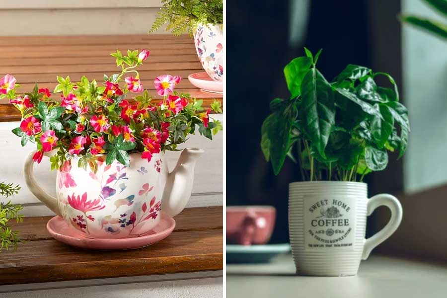 কফি কাপ, পুরনো চায়ের কেটলিতেও গাছ বসাতে পারেন।