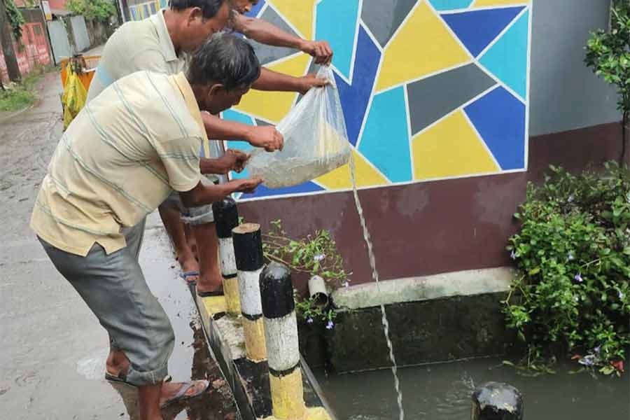 রায়গঞ্জ শহরের নিকাশি নালার জলে ছাড়া হচ্ছে গাপ্পি মাছ।