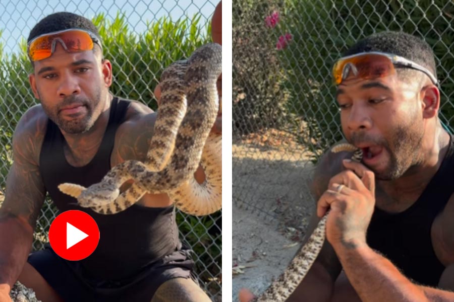 Man captures rattlesnake on bare hands from the stone