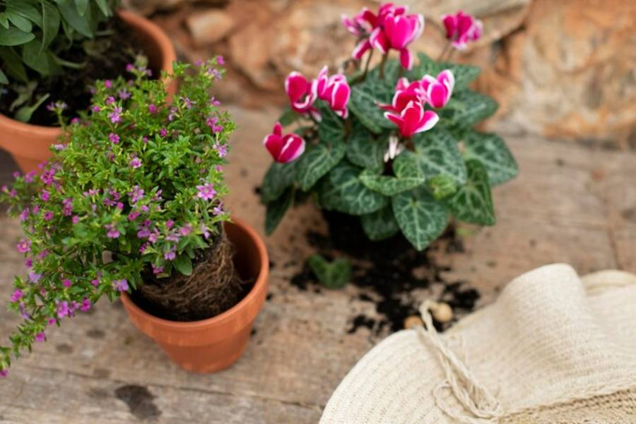 Essential Tips for flower Plant Care in the Rainy Season