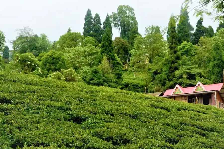 মিম চা-বাগান, উত্তরবঙ্গের স্বল্প চেনা ঠিকানা।