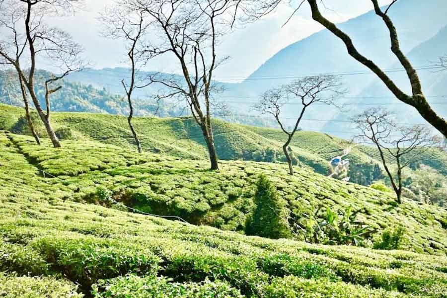 লেপচাজগতের কাছেই মিম বস্তি। সেখানেই চা-বাগান।