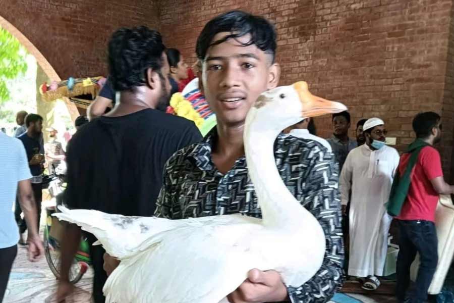 Under garments to goats, what Bangladeshi protesters took away from former PM Sheikh Hasina’s residence Ganabhaban