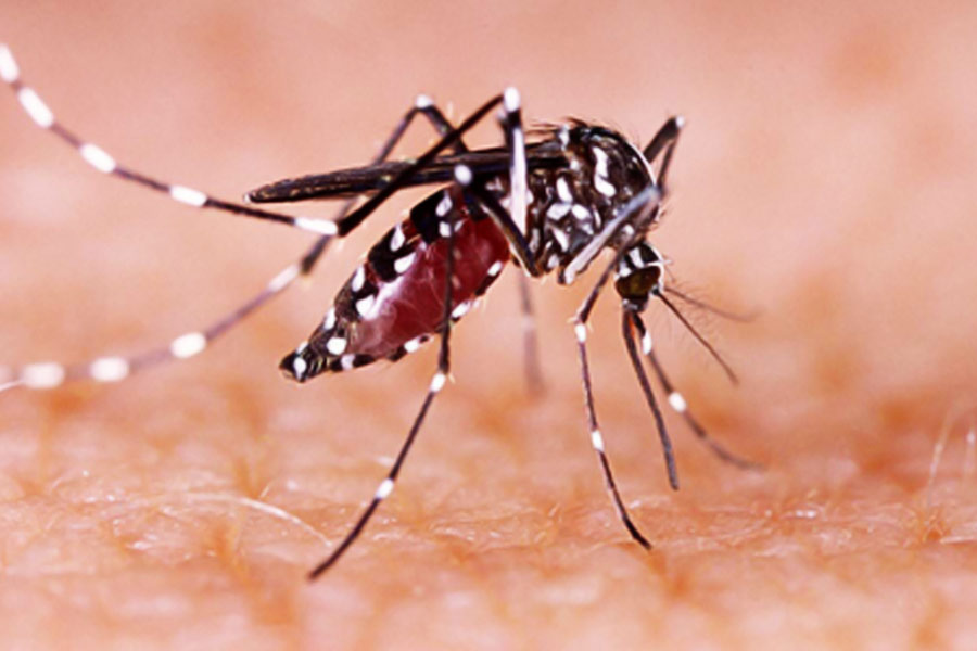 Concern rises over increase of Dengue cases in Bidhannagar