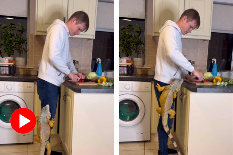 Lizard walks on leg of its owner when he is cooking