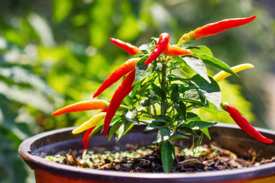 Here are some tips for growing chillies in pots