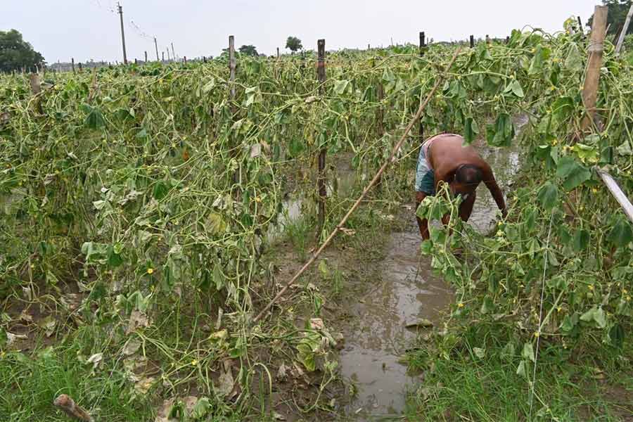 জলের নীচে আনাজ খেত আউশগ্রামে। নিজস্ব চিত্র