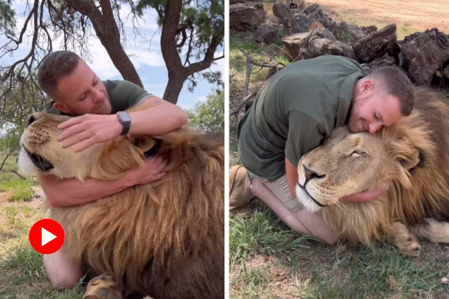 Man kisses a giant lion, video caught attention of internet