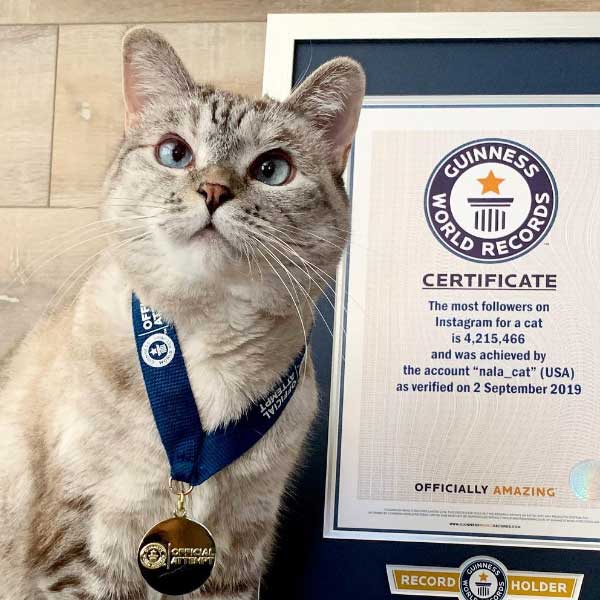 Meet world’s richest cat Nala with 770 crore rupees net worth, makes Guinness world record