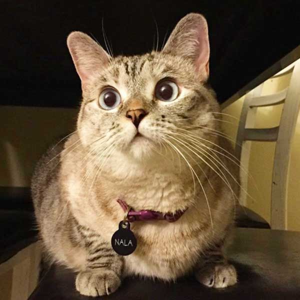 Meet world’s richest cat Nala with 770 crore rupees net worth, makes Guinness world record