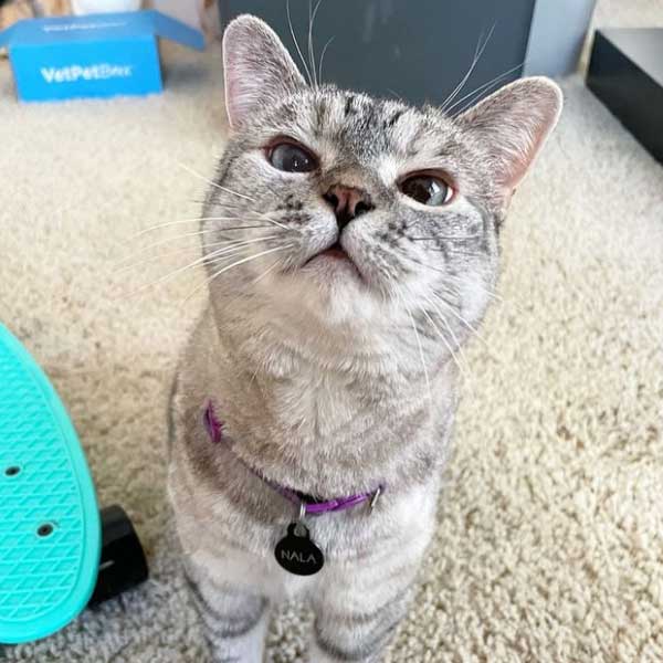 Meet world’s richest cat Nala with 770 crore rupees net worth, makes Guinness world record