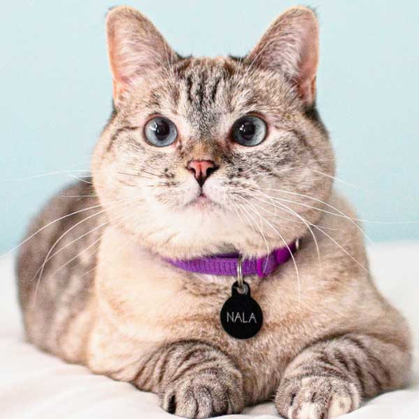 Meet world’s richest cat Nala with 770 crore rupees net worth, makes Guinness world record