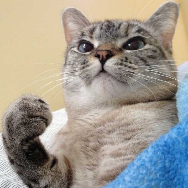 Meet world’s richest cat Nala with 770 crore rupees net worth, makes Guinness world record