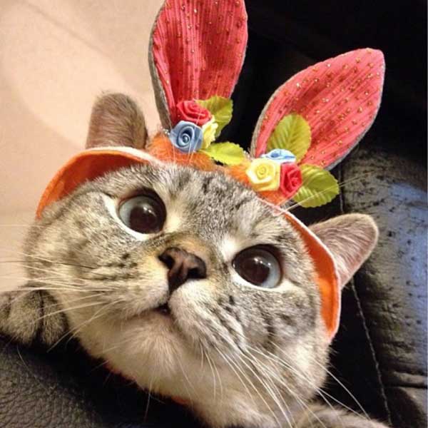 Meet world’s richest cat Nala with 770 crore rupees net worth, makes Guinness world record