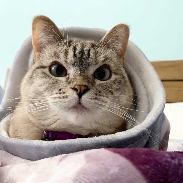 Meet world’s richest cat Nala with 770 crore rupees net worth, makes Guinness world record