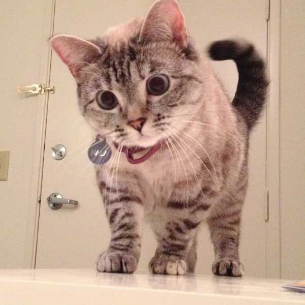 Meet world’s richest cat Nala with 770 crore rupees net worth, makes Guinness world record