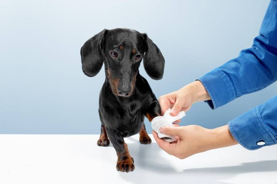 Learn how to treat some superficial dog wounds at home