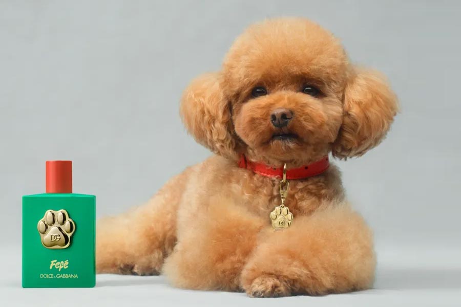 Luxurious dog perfume priced 9000 rupees, launched by Italian brand 