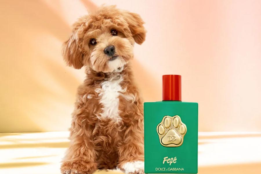 Luxurious dog perfume priced 9000 rupees, launched by Italian brand 