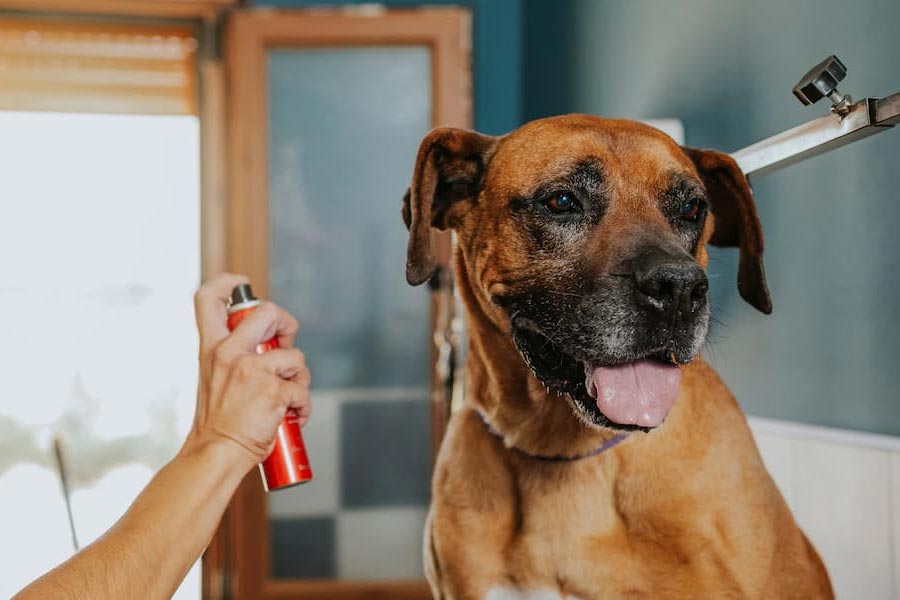 Luxurious dog perfume priced 9000 rupees, launched by Italian brand 