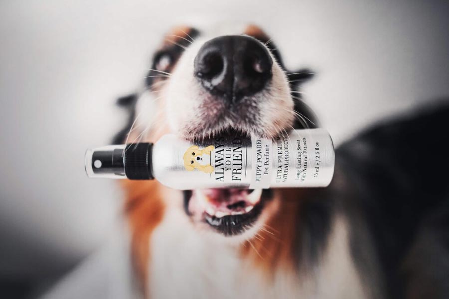 Luxurious dog perfume priced 9000 rupees, launched by Italian brand 