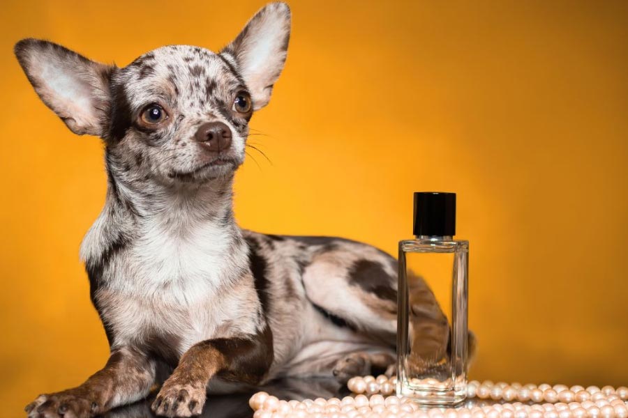 Luxurious dog perfume priced 9000 rupees, launched by Italian brand 