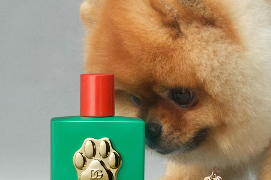Luxurious dog perfume priced 9000 rupees, launched by Italian brand 