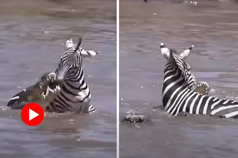 Zebra and crocodile fight in lake, caught attention of internet