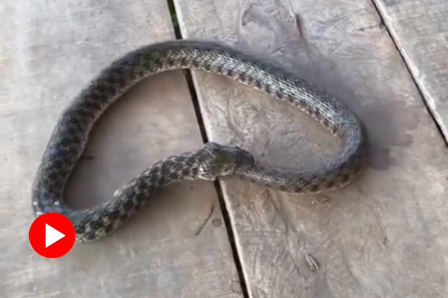 Snake eats itself, netizens told the reasons