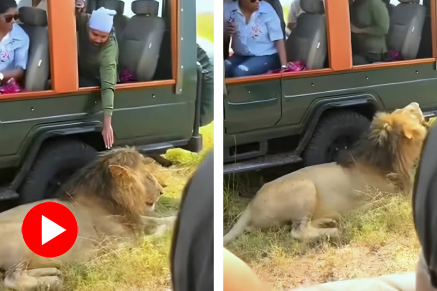 Viral Video of man touches lion in Jungle safari