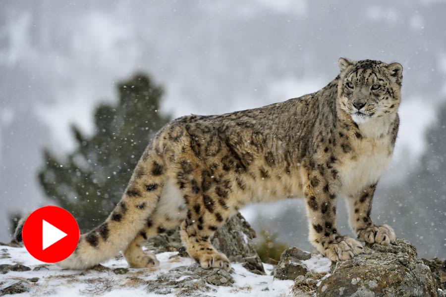 Viral Video of snow leopard climbing mountain