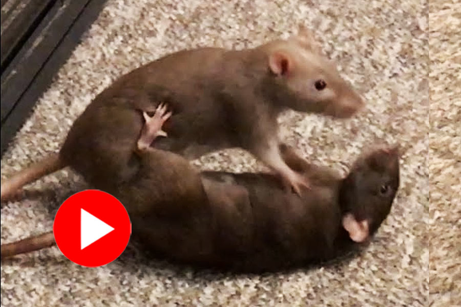 Two rats fight inside a shop, video caught attention of internet