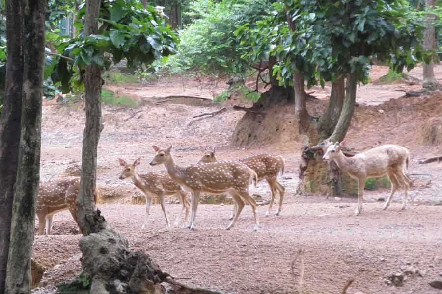 জঙ্গলমহল জ়ুলজিক্যাল পার্ক ঘুরে নিতে পারেন ঝাড়গ্রামে।