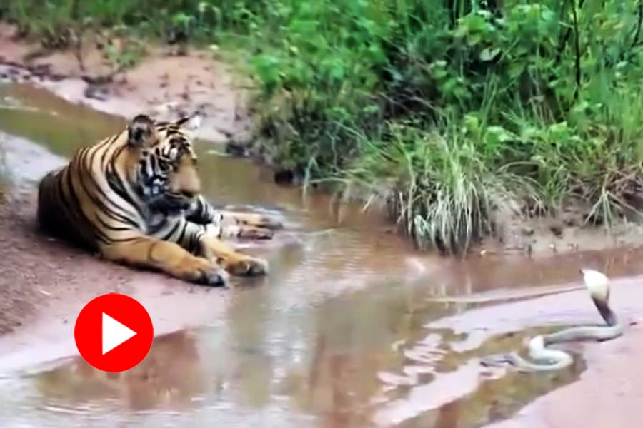 Viral Video of Tiger and King Cobra