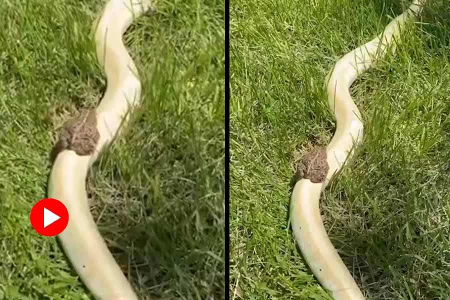 Viral Video of snake and frog