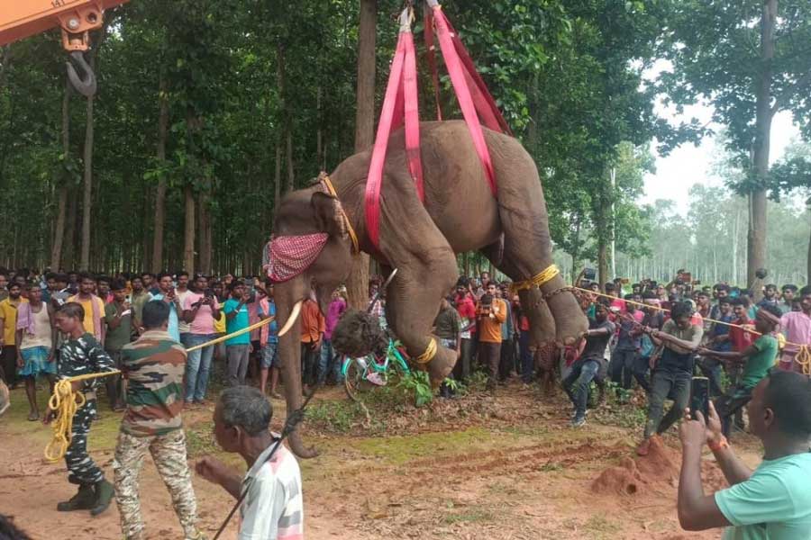 গুলিতে ঘুম পাড়ানোর পরে দলছুট সেই হাতি। নিজস্ব চিত্র