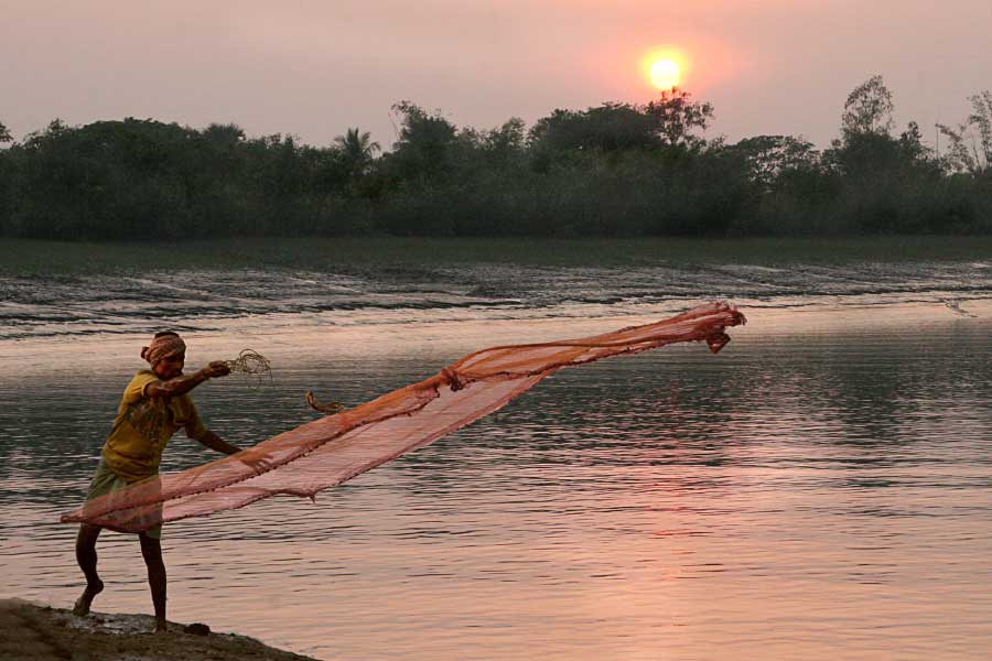 How does global climate change and pollution affect the Sundarbans