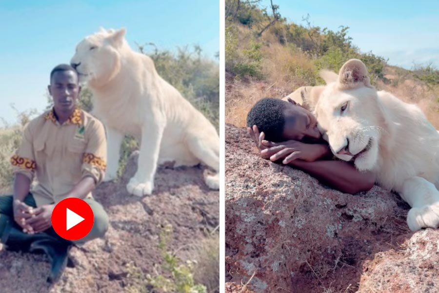 Bond between lioness and man caught attention of internet, video went viral